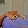 kitten, cat, orange_cat, pet, animal, fluffy, cute, relaxed, indoor, person, purple_shirt, paw, resting, soft_light, blurred_background, domestic_animal, feline, sleepy, closeup, companion