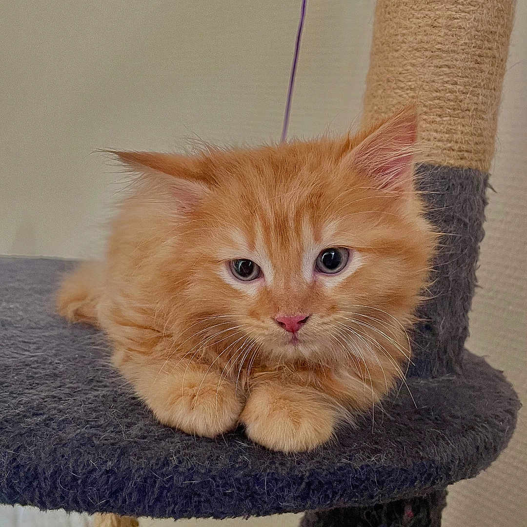 Aïko participe au concours pour gagner de l'argent avec cette photo : animal, cat, cat_tree, cozy, curious, cute, ears, feline, fluffy, fur, ginger, home, indoor, kitten, paws, pet, resting, scratching_post, whiskers, young