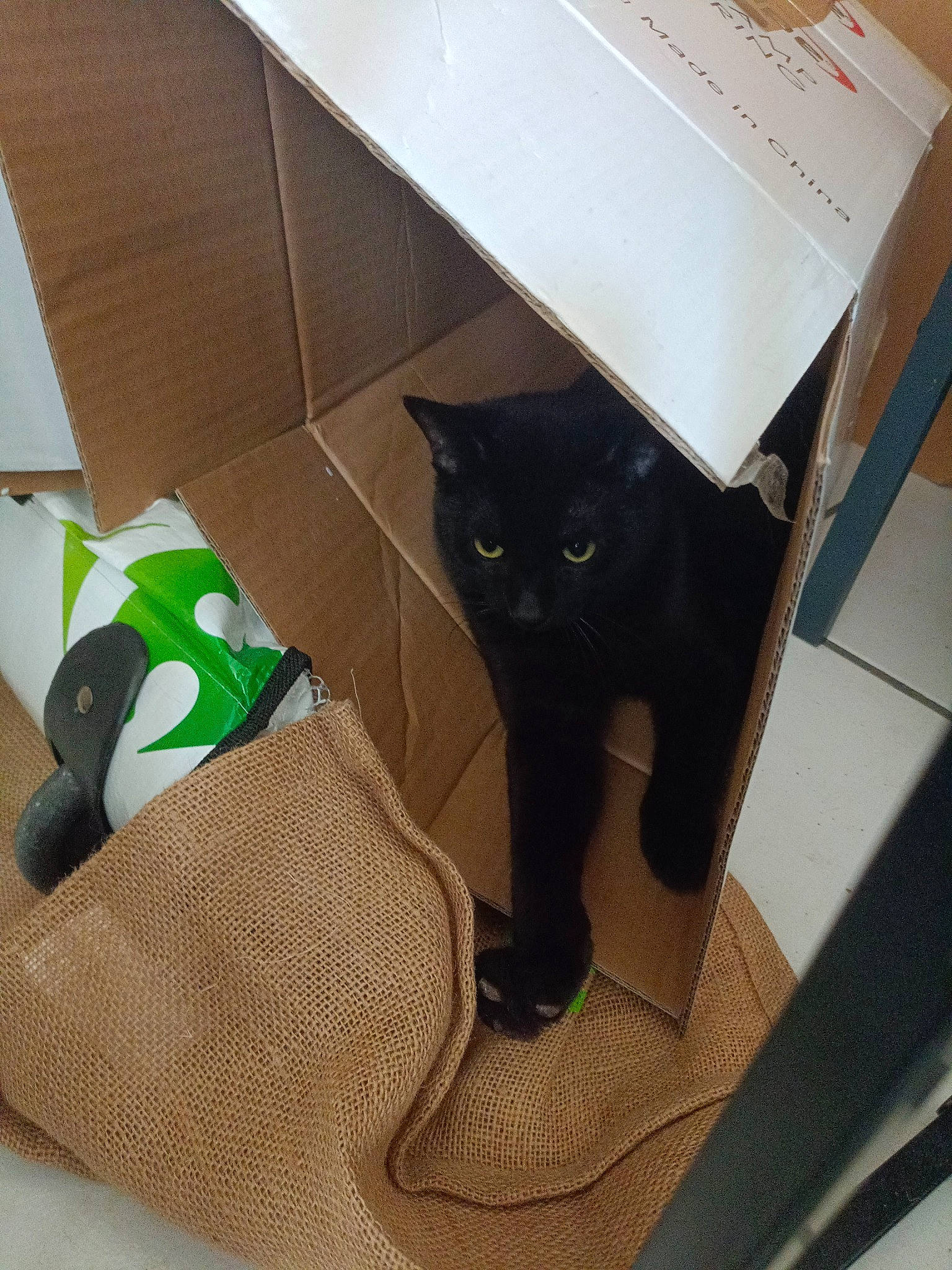 Halloween a rejoint le concours — aidez-le/la à gagner de superbes lots ! bag, black_cat, bombay, box, cardboard, carnivore, carton, cat, comfort, domestic_short_haired_cat, felidae, flooring, hardwood, packaging_and_labeling, room, shipping_box, small_to_medium_sized_cats, tail, whiskers, wood