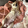 dog, chihuahua, small_dog, puppy, pet, animal, belly_up, lying_down, blanket, pink_blanket, couch, indoor, portrait, cute, funny, relaxed, cream_fur, upright_ears, black_nose, cozy