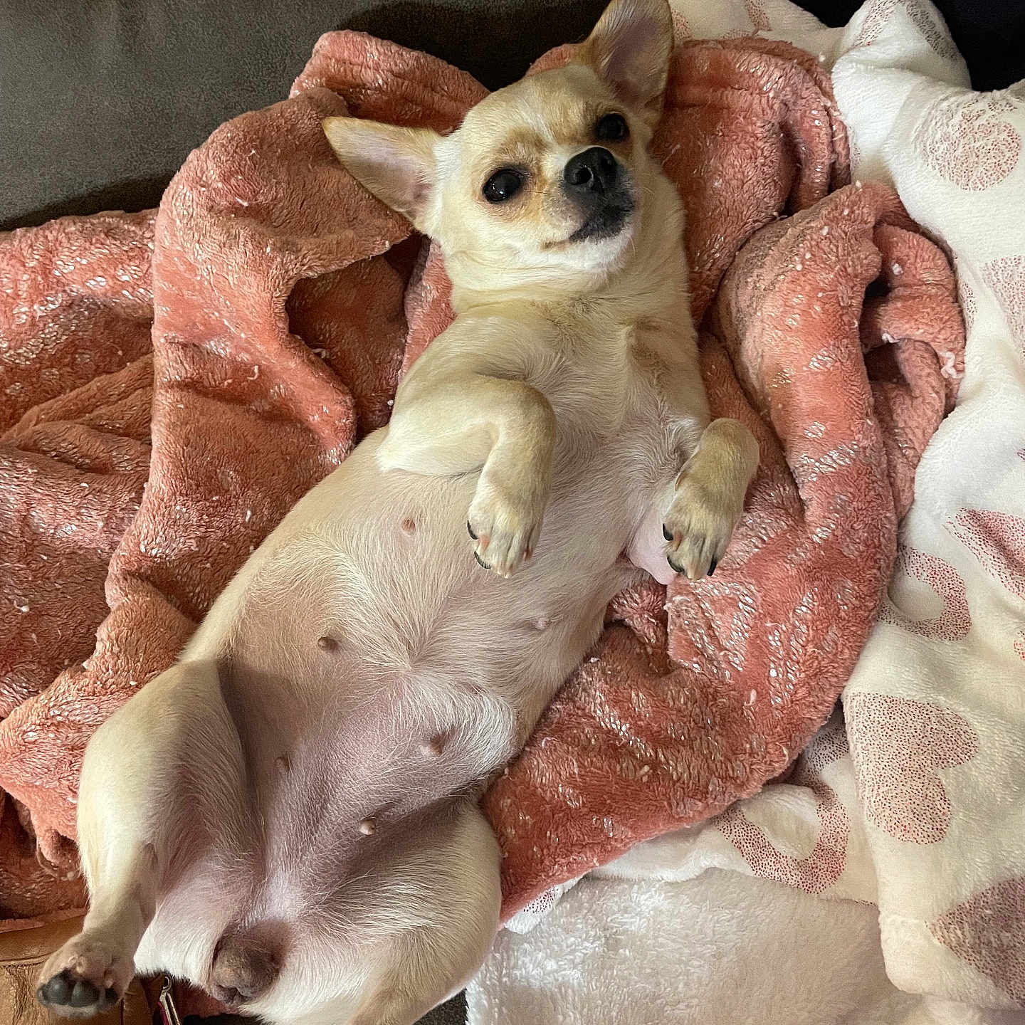 Kabela is registered to the contest to win money with this photo: dog, chihuahua, small_dog, puppy, pet, animal, belly_up, lying_down, blanket, pink_blanket, couch, indoor, portrait, cute, funny, relaxed, cream_fur, upright_ears, black_nose, cozy
