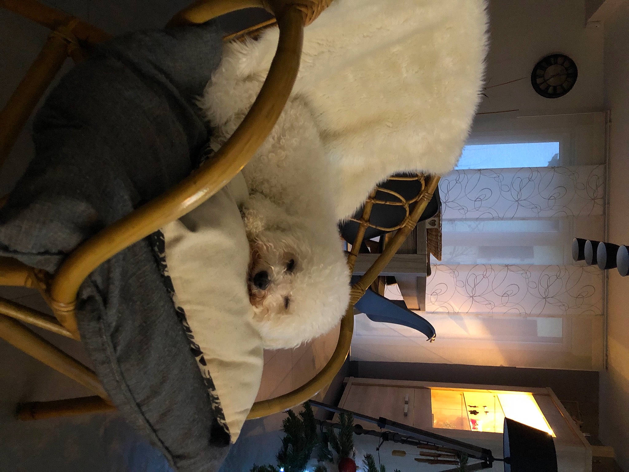 Iako participe au concours pour gagner de l'argent avec cette photo : carnivore, fur, marine_mammal, natural_material, polar_bear, snout, terrestrial_animal, vertebrate