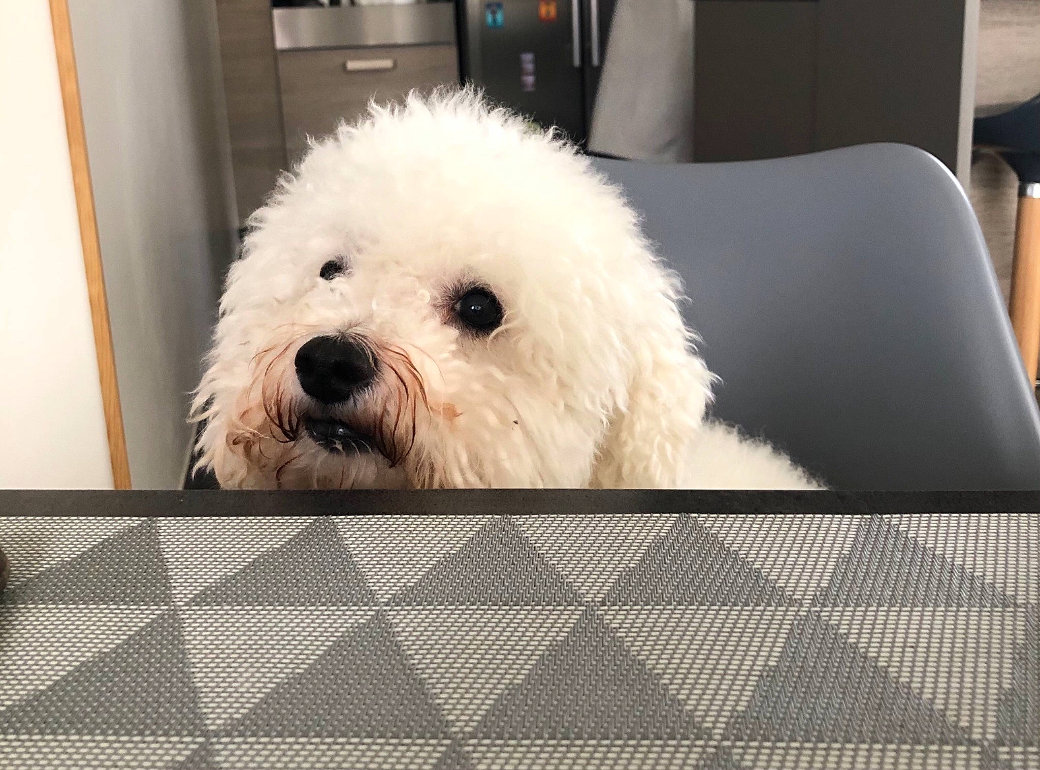 Iako a rejoint le concours — aidez-le/la à gagner de superbes lots ! bichon, bichon_frise, canidae, carnivore, companion_dog, dog, dog_breed, home_accessories, labradoodle, laptop, maltepoo, mammal, mesh, non_sporting_group, poodle, poodle_crossbreed, puppy, toy_dog, water_dog, working_animal