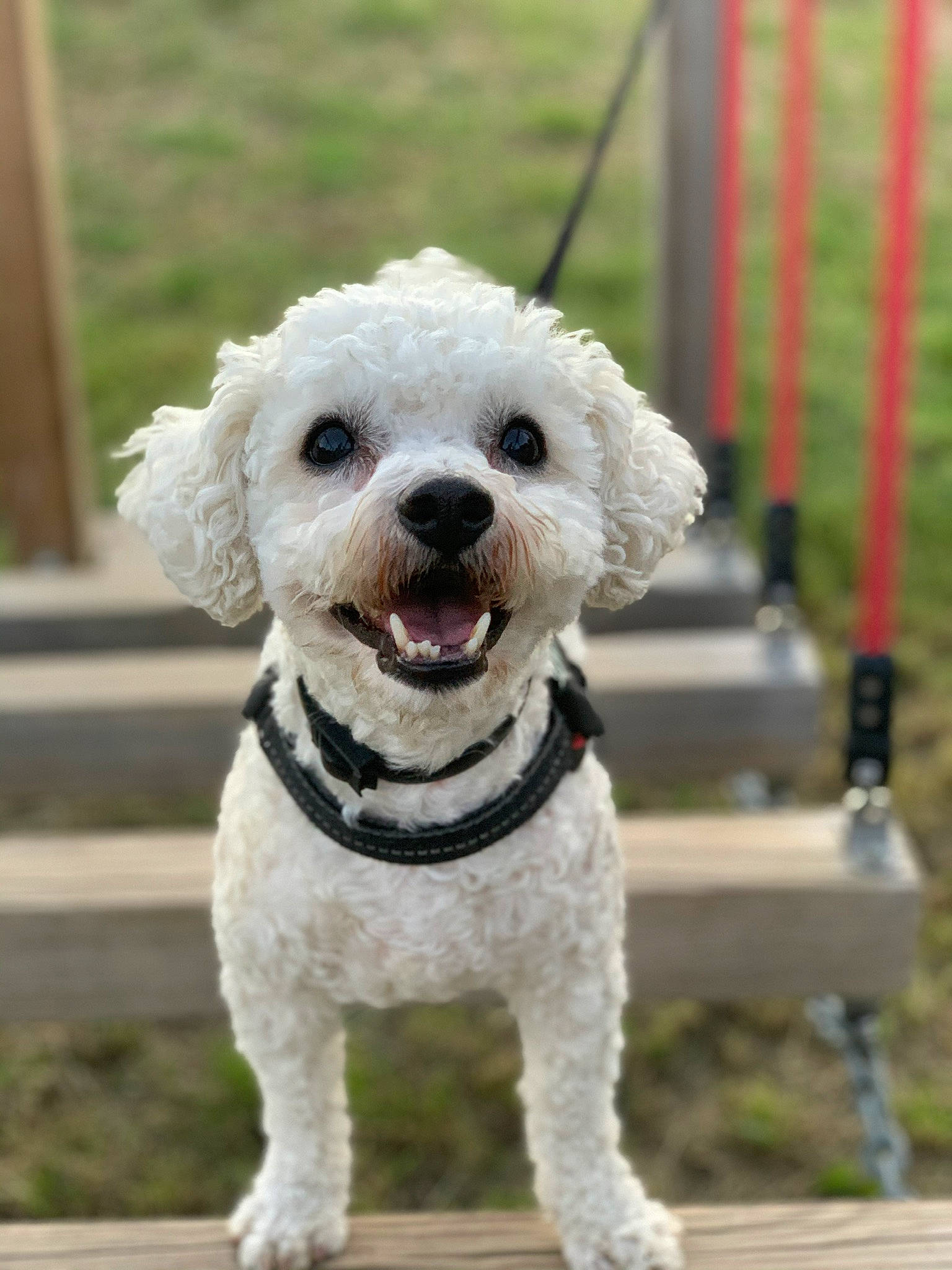 Iako participe au concours pour gagner de l'argent avec cette photo : canidae, carnivore, collar, companion_dog, creative_arts, dog, dog_breed, dog_collar, mammal, outdoor_furniture, pet_supply, poodle, snout, sporting_group, tongue, tooth, toy_dog, vertebrate, water_dog, working_animal