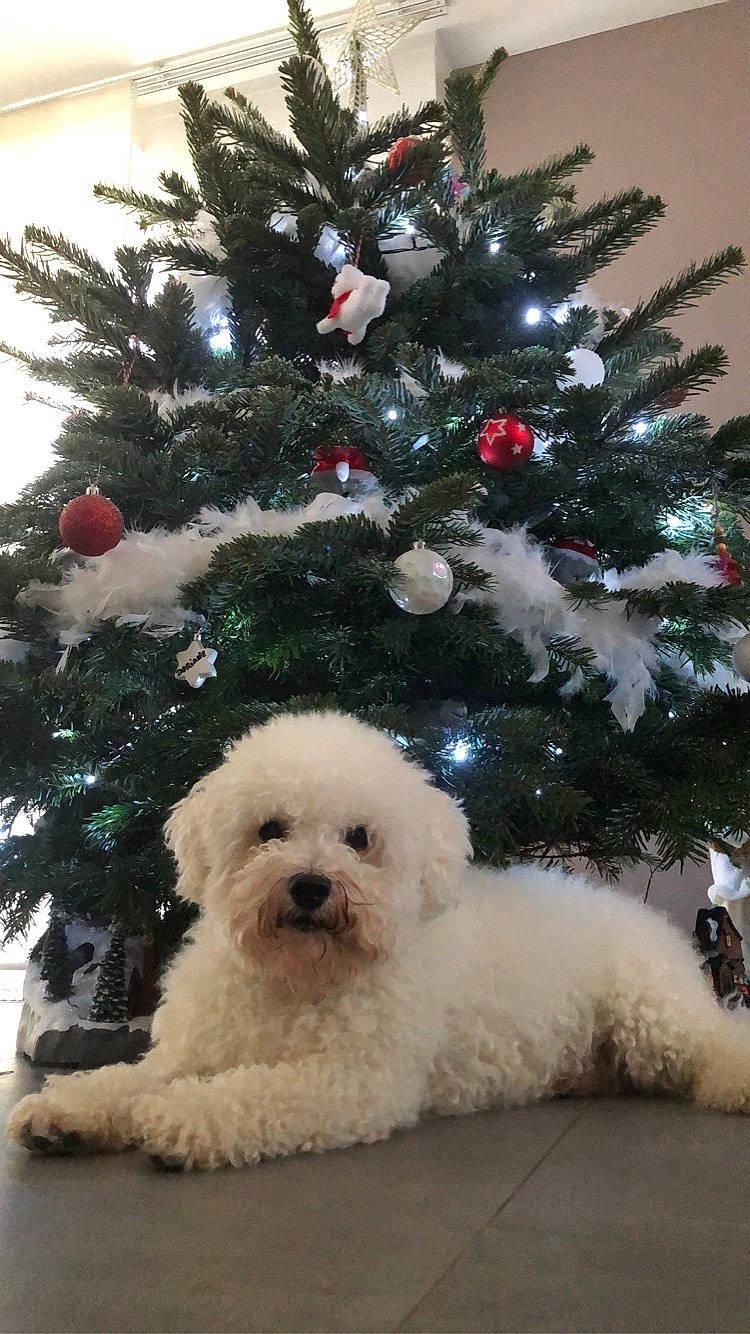 Iako a rejoint le concours — aidez-le/la à gagner de superbes lots ! bichon, bichon_frise, canidae, carnivore, christmas, christmas_decoration, christmas_eve, christmas_ornament, christmas_tree, companion_dog, conifer, dog, dog_breed, holiday, holiday_ornament, interior_design, ornament, snout, toy_dog, vertebrate