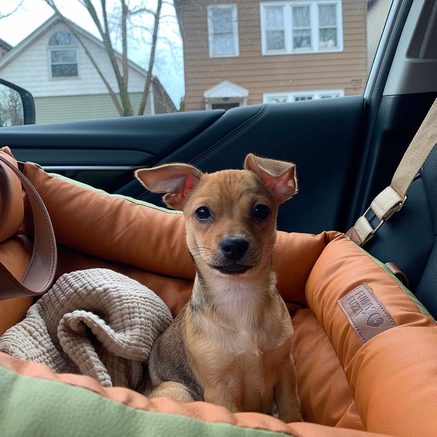 Mosquito is registered to the contest to win money with this photo: animal, blanket, brown, car_interior, companion, cute, daylight, dog, dog_bed, house, indoors, leather_seat, pet, puppy, seatbelt, suburban, tan, travel, window, young_dog