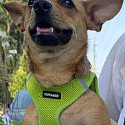 Mosquito joined the competition — help win amazing prizes! dog, small_dog, green_harness, outdoor, daylight, happy, pet, canine, ears_up, smiling, person_holding, hands, trees, car, background, close_up, animal, cute, friendly, leash