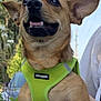 dog, small_dog, green_harness, outdoor, daylight, happy, pet, canine, ears_up, smiling, person_holding, hands, trees, car, background, close_up, animal, cute, friendly, leash