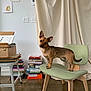 dog, chair, books, stacked_books, table, art_supplies, wooden_floor, curtain, wall_art, indoor, pet, brown_dog, green_chair, book_pile, modern_furniture, floor_reflection, cozy_room, artistic, curious, domestic_animal