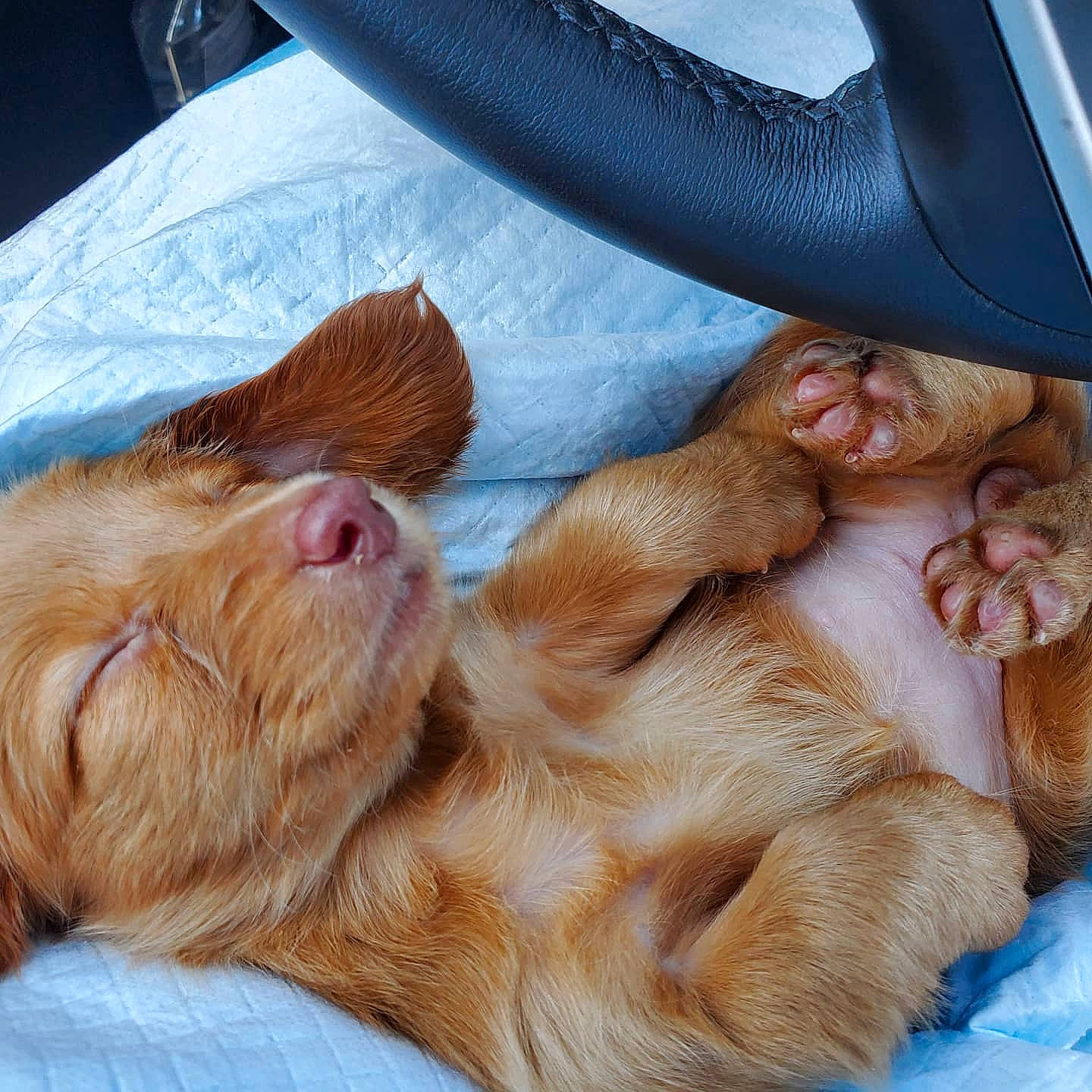 Roxanne joined the competition — help win amazing prizes! canidae, carnivore, cocker_spaniel, companion_dog, dog, dog_breed, ear, english_cocker_spaniel, fawn, fur, liver, nap, paw, puppy, puppy_love, spaniel, spinone_italiano, sporting_group