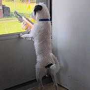 Drift joined the competition — help win amazing prizes! dog, white_dog, blue_collar, standing, hind_legs, door, glass_door, indoor, outdoor_view, backyard, grass, trees, curious, pet, animal, furry, canine, side_view, sunlight, waiting