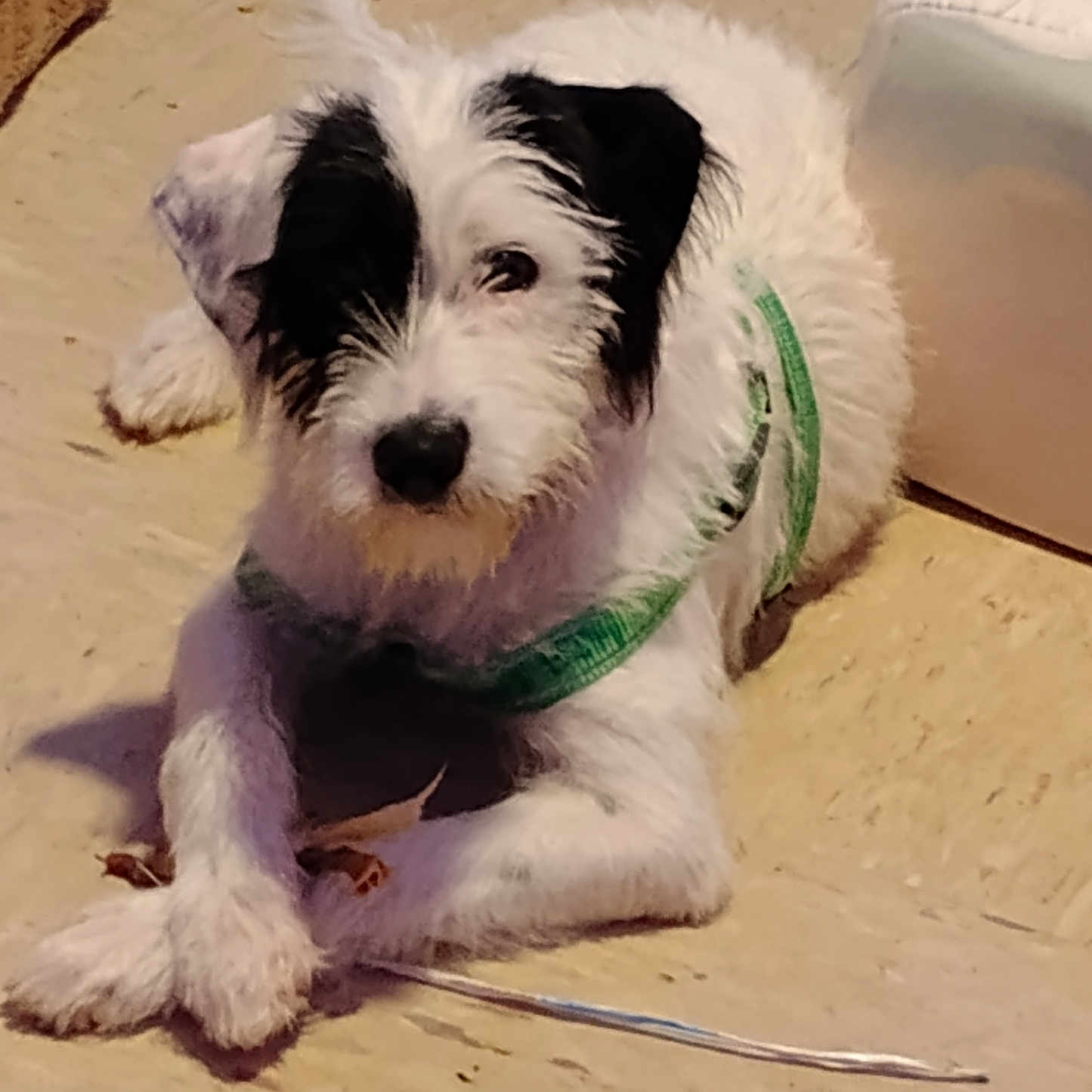 Drift is registered to the contest to win money with this photo: animal, beige_floor, black_patches, canine, companion, crossed_paws, curious, cute, dog, domestic, floor, green_harness, indoor, looking_at_camera, lying_down, pet, relaxed, resting, scruffy, white