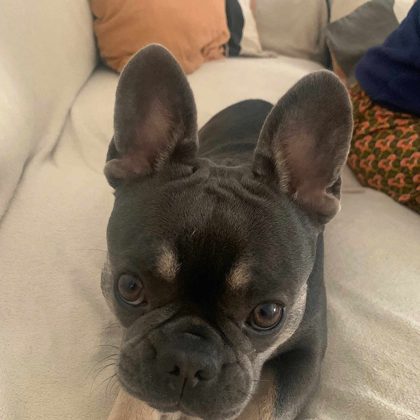 Rosita participe au concours pour gagner de l'argent avec cette photo : animal, black, brown, canine, closeup, companion, couch, cute, dog, ears, eyes, french_bulldog, fur, indoor, paws, pet, portrait, resting, snout, whiskers