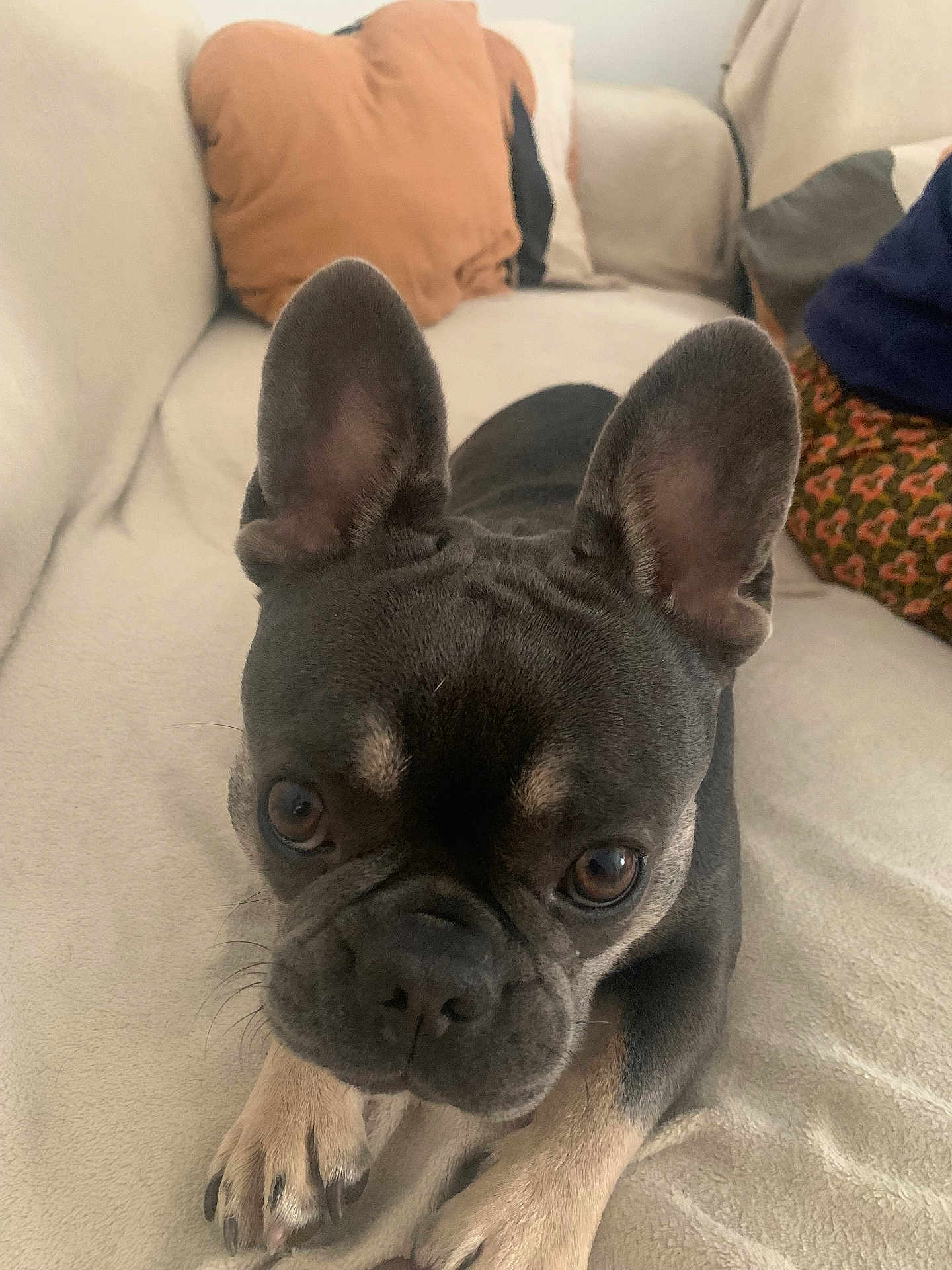 Rosita participe au concours pour gagner de l'argent avec cette photo : dog, french_bulldog, pet, canine, ears, eyes, paws, couch, indoor, closeup, fur, animal, companion, cute, portrait, resting, brown, black, whiskers, snout