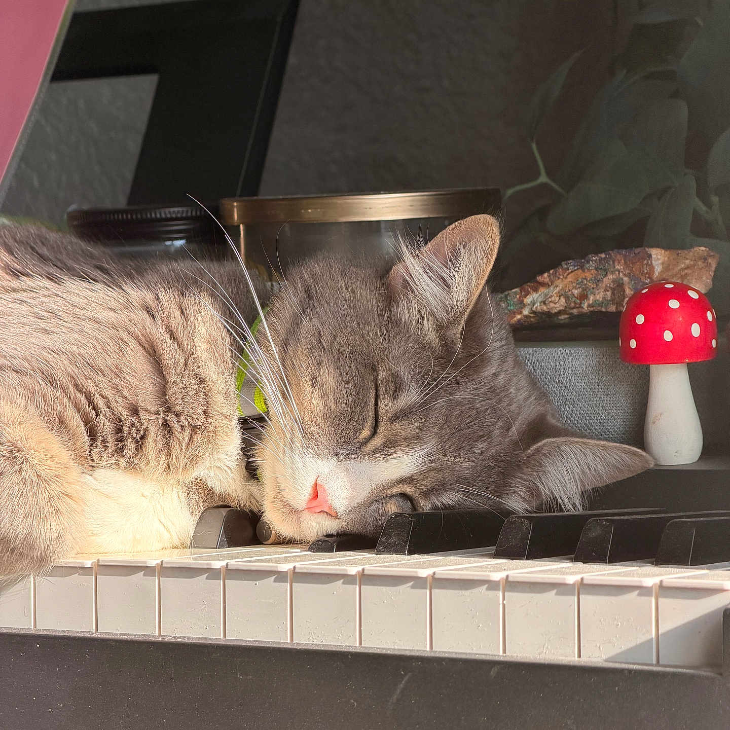 Pickles is registered to the contest to win money with this photo: cat, sleeping, piano, keyboard, gray_cat, white_cat, sunlight, indoor, mushroom_figurine, decor, closeup, peaceful, cozy, pet, feline, whiskers, nose, ears, relaxing, home