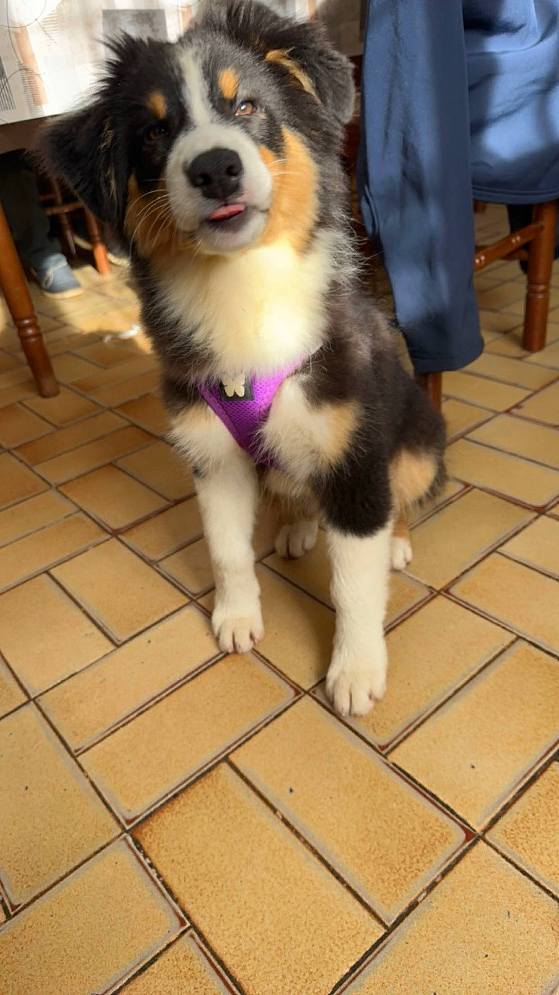 Uline participe au concours pour gagner de l'argent avec cette photo : bernese_mountain_dog, canidae, carnivore, chair, companion_dog, dog, dog_breed, flooring, foot, fur, hardwood, herding_dog, snout, sporting_group, tail, tile_flooring, whiskers, wood, working_animal, working_dog