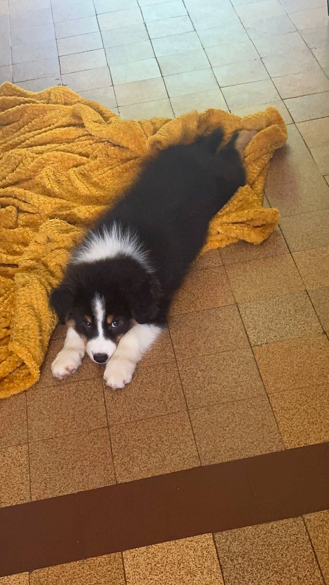 Uline a rejoint le concours — aidez-le/la à gagner de superbes lots ! border_collie, canidae, carnivore, companion_dog, dog, dog_breed, felidae, flooring, fur, hardwood, herding_dog, road_surface, shadow, small_to_medium_sized_cats, snout, tail, terrestrial_animal, tile_flooring, tints_and_shades, wood