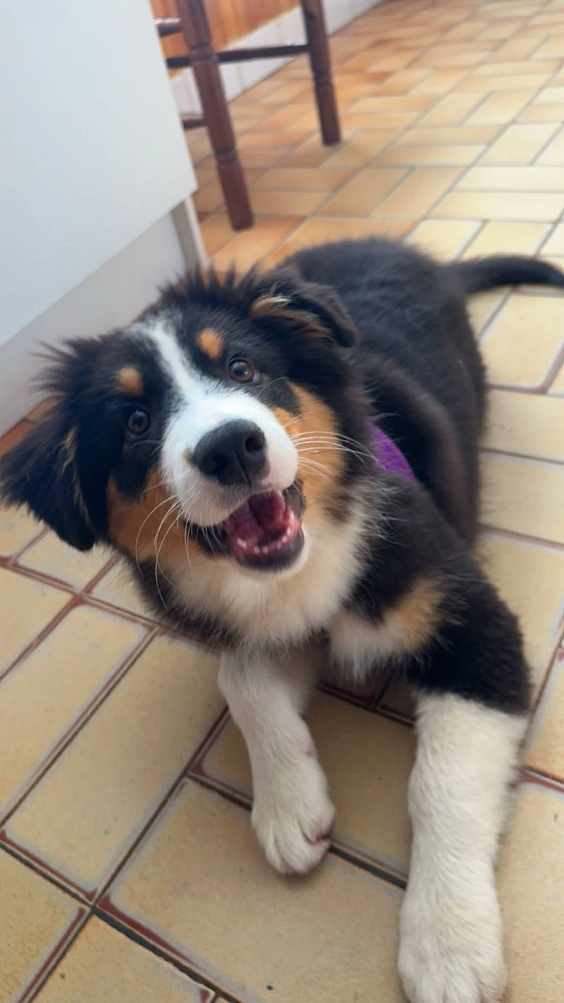 Uline a rejoint le concours — aidez-le/la à gagner de superbes lots ! bernese_mountain_dog, bored, canidae, carnivore, collar, companion_dog, dog, dog_breed, fur, giant_dog_breed, herding_dog, snout, sporting_group, terrestrial_animal, whiskers, working_animal, working_dog