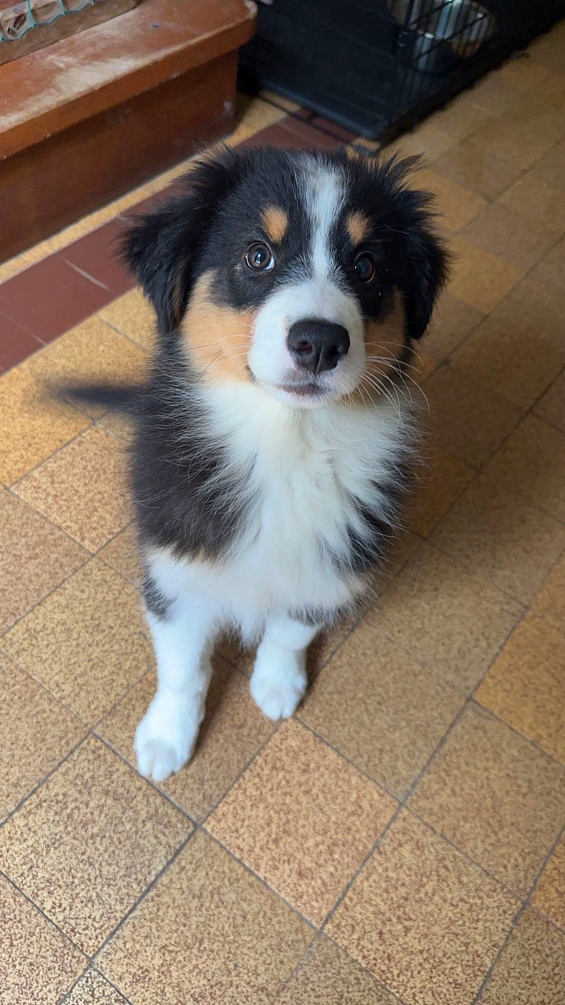 Uline a rejoint le concours — aidez-le/la à gagner de superbes lots ! bernese_mountain_dog, carnivore, companion_dog, dog, dog_breed, flooring, fur, herding_dog, snout, sporting_group, terrestrial_animal, whiskers, working_animal, working_dog