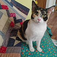 Sissy is registered to the contest to win money with this photo: cat, calico, pet, animal, indoor, quilt, patchwork, blanket, floral, curious, green_eyes, feline, sitting, cute, whiskers, ears, floor, wooden_floor, home, cozy