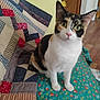 cat, calico, pet, animal, indoor, quilt, patchwork, blanket, floral, curious, green_eyes, feline, sitting, cute, whiskers, ears, floor, wooden_floor, home, cozy