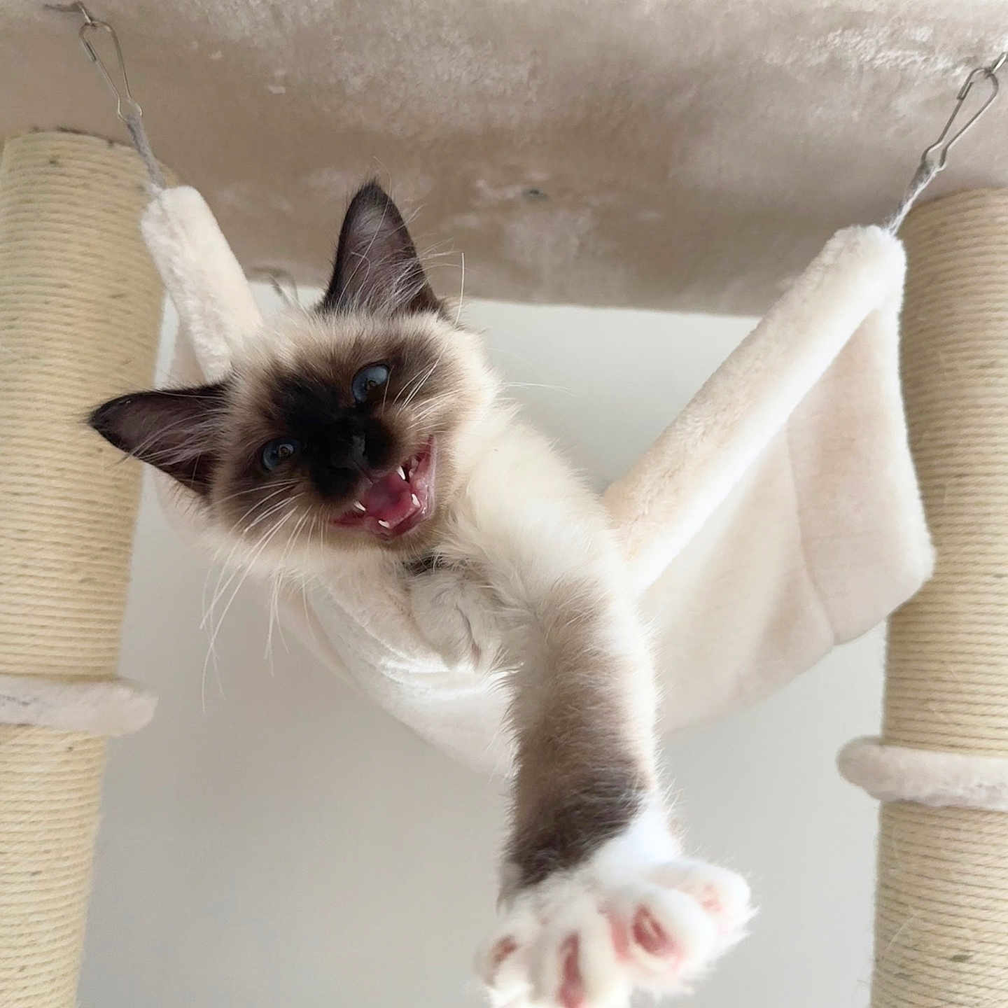 Orion participe au concours pour gagner de l'argent avec cette photo : animal, cat, cat_tree, claws, cute, ears, feline, fluffy, fur, hammock, home, indoor, kitten, paw, pet, playful, scratching_post, stretching, whiskers, young_cat