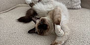 Orion participe au concours pour gagner de l'argent avec cette photo : cat, fluffy, blue_eyes, stretching, upside_down, paws, couch, beige, soft_texture, plush_pillow, indoor, pet, relaxed, feline, cozy, home, fur, whiskers, resting, cute