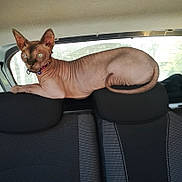 Gaspard participe au concours pour gagner de l'argent avec cette photo : animal, car_interior, cat, collar, curved_tail, domestic_animal, feline, hairless, headrest, indoor, looking_away, pet, resting, seat, side_window, sphynx_cat, transport, vehicle, window, wrinkled_skin