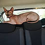 animal, car_interior, cat, collar, curved_tail, domestic_animal, feline, hairless, headrest, indoor, looking_away, pet, resting, seat, side_window, sphynx_cat, transport, vehicle, window, wrinkled_skin