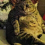Rascal joined the competition — help win amazing prizes! animal, cat, closeup, couch, cozy, ears, feline, floral_background, fur, home, indoor, paws, pet, plush, relaxed, sitting, striped, tabby_cat, texture, whiskers