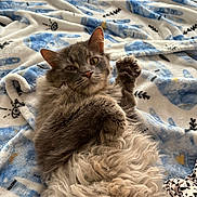 Mochi is registered to the contest to win money with this photo: cat, fluffy_cat, gray_cat, long_fur, whiskers, yellow_eyes, paw, paws_up, blanket, blue_pattern, soft_texture, bed, cozy, relaxed, portrait, indoor, pet, sleepy, cute, furball