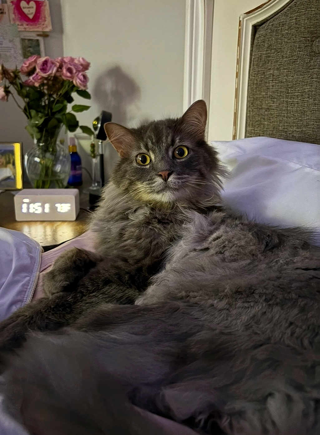 Mochi joined the competition — help win amazing prizes! cat, pet, bed, cozy, fluffy, gray_cat, long_hair, yellow_eyes, whiskers, headboard, pillow, vase_flowers, roses, nightstand, digital_clock, lamp, indoor, portrait, relaxed, curious