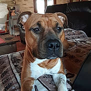 Vayana a rejoint le concours — aidez-le/la à gagner de superbes lots ! dog, brown_dog, white_paws, blanket, couch, leather_couch, living_room, wooden_beams, stone_wall, window, decorations, heart_decor, table, chair, cozy, indoors, pet, relaxed, furniture, animal