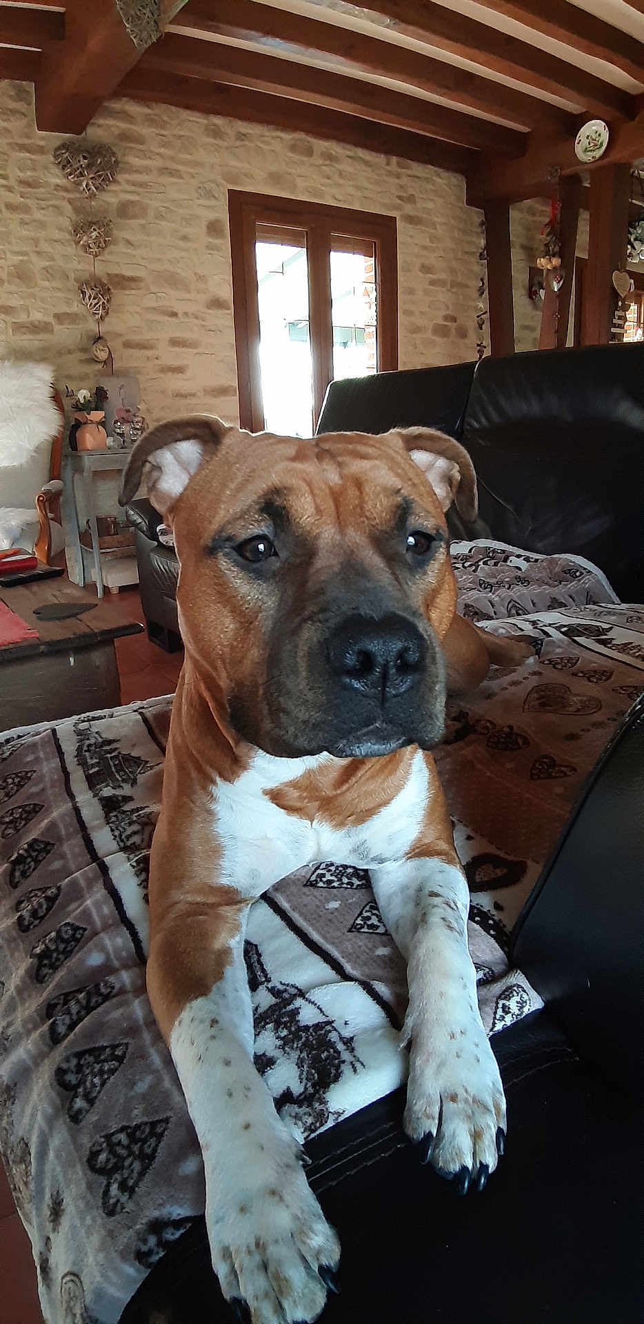 Vayana a rejoint le concours — aidez-le/la à gagner de superbes lots ! dog, brown_dog, white_paws, blanket, couch, leather_couch, living_room, wooden_beams, stone_wall, window, decorations, heart_decor, table, chair, cozy, indoors, pet, relaxed, furniture, animal