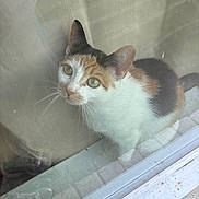 Bella is registered to the contest to win money with this photo: animal, black_fur, calico_cat, cat, close_up, curious, feline, fur, glass, green_eyes, indoor, looking_at_camera, orange_fur, pet, pointed_ears, portrait, sitting, whiskers, white_fur, window