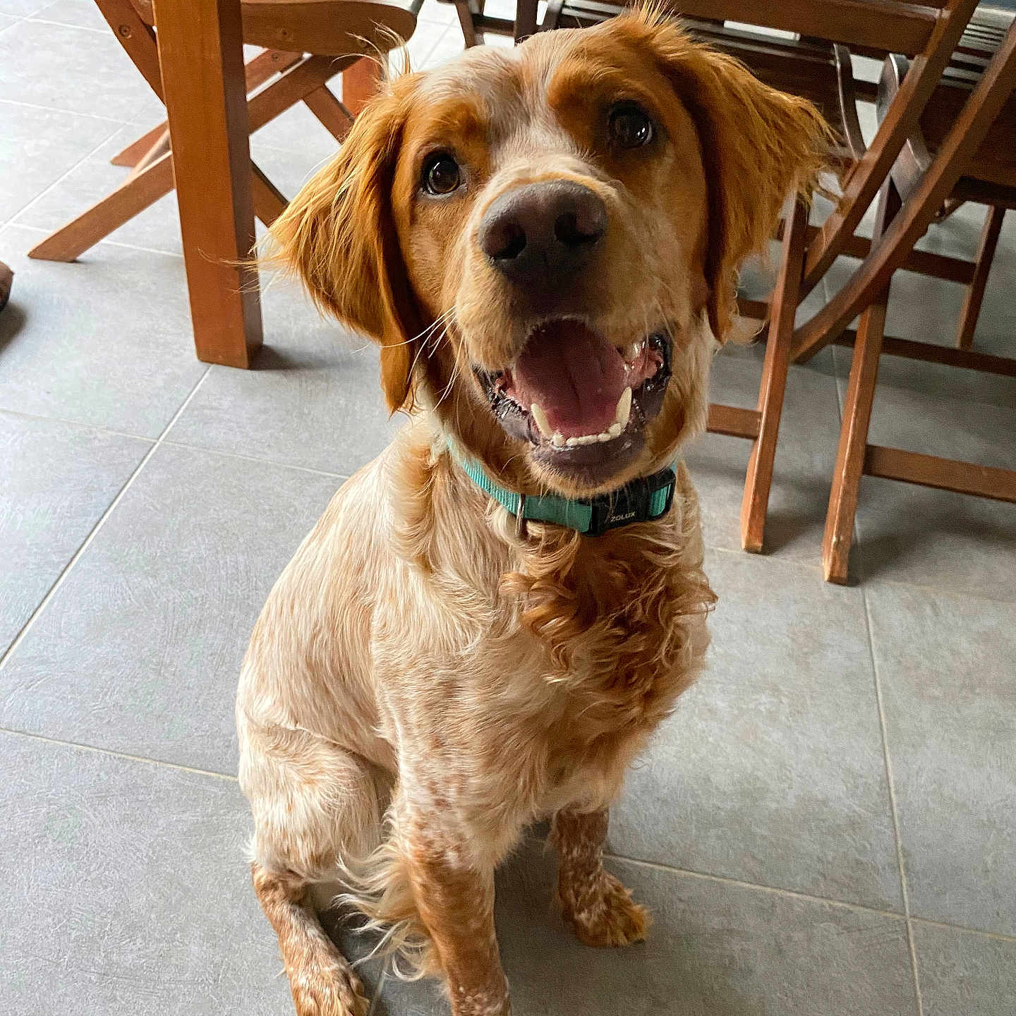 Veinard participe au concours pour gagner de l'argent avec cette photo : accessories, animal, canine, chair, cockerspaniel, diningtable, dog, furniture, goldenretriever, hardwood, herbal, hound, indoors, interiordesign, pet, plywood, puppy, strap, table, wood