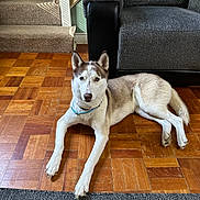 Nova is registered to the contest to win money with this photo: dog, husky, pet, indoor, floor, wooden_floor, couch, furniture, collar, canine, animal, relaxed, laying_down, ears_up, house, carpet, stairs, natural_light, domestic, home