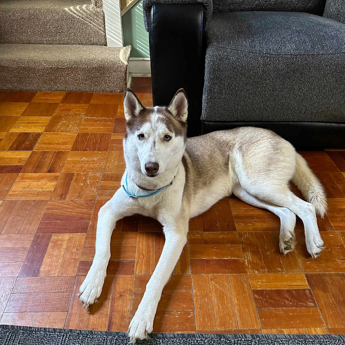 Nova is registered to the contest to win money with this photo: animal, canine, carpet, collar, couch, dog, domestic, ears_up, floor, furniture, home, house, husky, indoor, laying_down, natural_light, pet, relaxed, stairs, wooden_floor