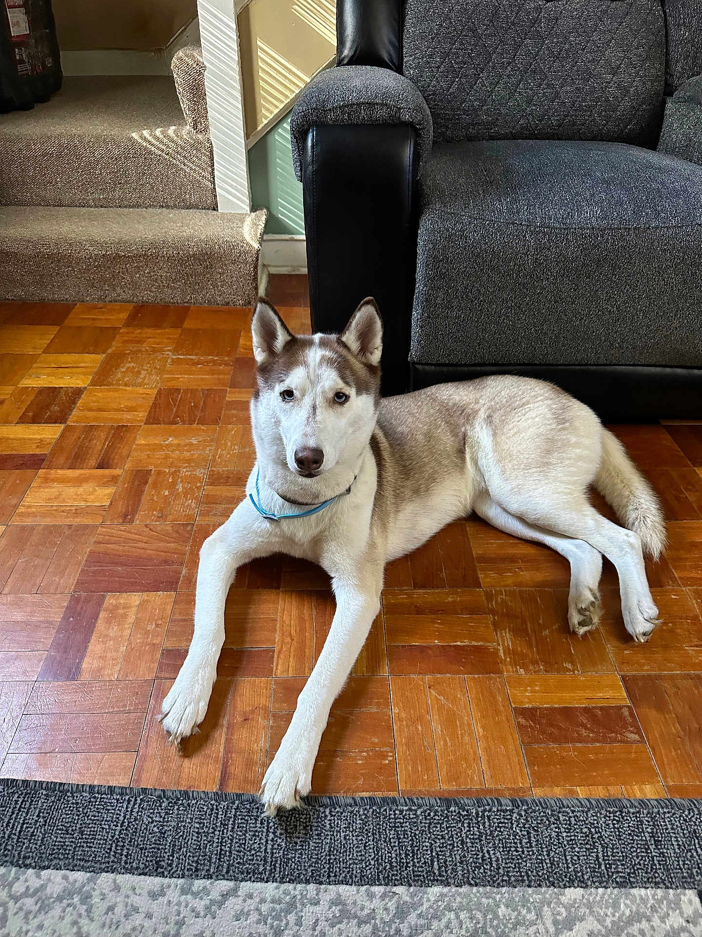 Nova