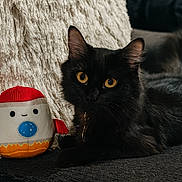 Ivy is registered to the contest to win money with this photo: cat, black_cat, plush_toy, couch, pillow, indoor, pet, feline, fur, yellow_eyes, toy, soft_toy, cute, relaxed, animal, domestic_animal, cozy, texture, closeup, portrait