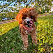 Bella joined the competition — help win amazing prizes! dog, puppy, curly_fur, pink_harness, grass, park, trees, sunlight, daytime, nature, outdoor, canine, cute, pet, animal, playful, tongue, greenery, summer, walking