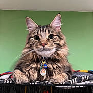 Leo is registered to the contest to win money with this photo: cat, tabby, fluffy, pet, collar, charm, santa, indoor, feline, cute, animal, whiskers, ears, paws, cage, blanket, green_wall, closeup, portrait, domestic_cat