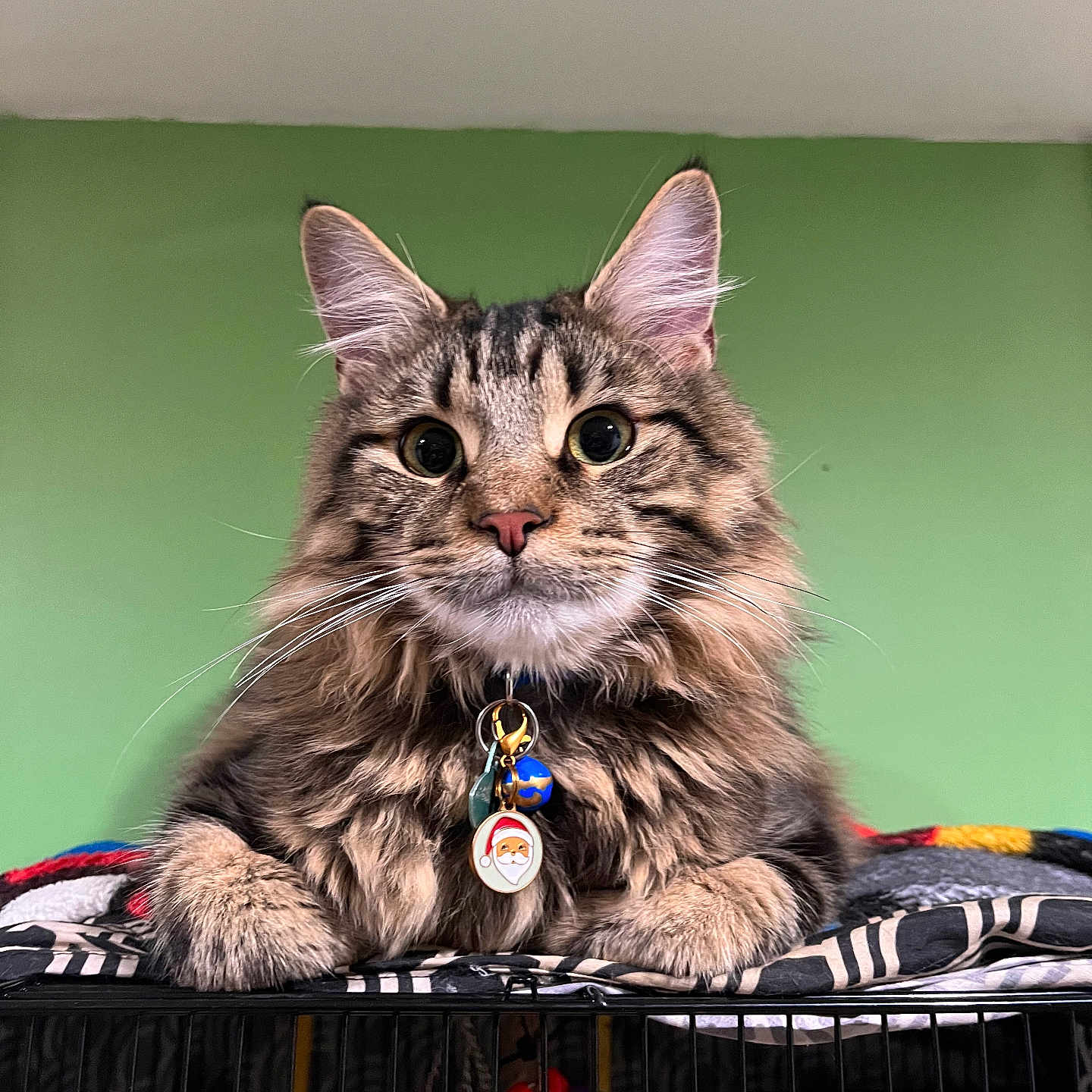 Leo is registered to the contest to win money with this photo: animal, blanket, cage, cat, charm, closeup, collar, cute, domestic_cat, ears, feline, fluffy, green_wall, indoor, paws, pet, portrait, santa, tabby, whiskers