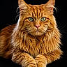 cat, maine_coon, ginger_cat, long_hair, green_eyes, portrait, animal, pet, feline, whiskers, ears, paws, fur, laying_down, closeup, studio_shot, black_background, alert, majestic, fluffy