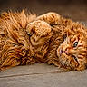 cat, orange_cat, fluffy, fur, lying_down, relaxed, pet, animal, whiskers, paws, sleepy, close_up, floor, cute, domestic_cat, feline, portrait, resting, indoor, mammal