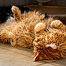 Scotty Dream participe au concours pour gagner de l'argent avec cette photo : cat, orange_cat, fluffy, pet, relaxed, lying_down, paws, fur, indoor, tile_floor, cute, sleepy, animal, cozy, whiskers, ears, resting, domestic_cat, feline, close_up