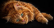 Scotty Dream participe au concours pour gagner de l'argent avec cette photo : cat, ginger_cat, fluffy, green_eyes, lying_down, portrait, close_up, pet, animal, feline, soft_fur, relaxed, cute, domestic_cat, whiskers, ears, face, laying, black_background, cozy
