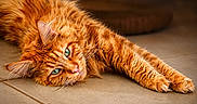 Scotty Dream a rejoint le concours — aidez-le/la à gagner de superbes lots ! animal, cat, close_up, cute, domestic_cat, ears, feline, floor, fluffy, fur, green_eyes, indoor, lying_down, orange_cat, pet, relaxed, resting, stretching, tabby, whiskers