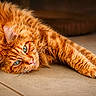 Scotty Dream a rejoint le concours — aidez-le/la à gagner de superbes lots ! cat, orange_cat, tabby, fluffy, green_eyes, pet, animal, feline, relaxed, lying_down, stretching, floor, indoor, close_up, whiskers, ears, fur, cute, domestic_cat, resting