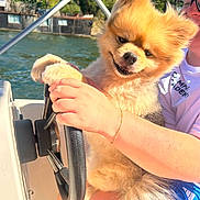 Moon participe au concours pour gagner de l'argent avec cette photo : animal, boat, building, cute, dog, fluffy, fun, hand, happy, nature, outdoor, person, pet, pomeranian, recreation, steering_wheel, summer, sunny, trees, water